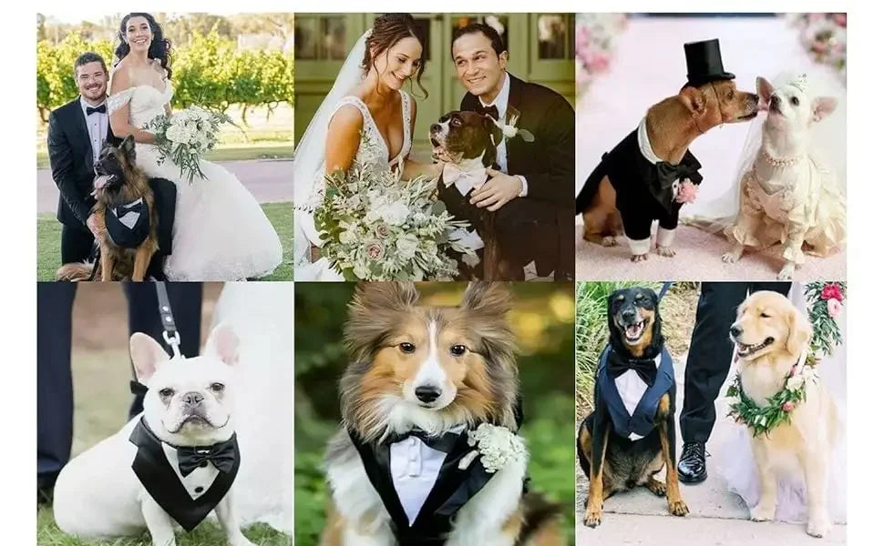 ឈុត Tuxedo សម្រាប់សត្វចិញ្ចឹម