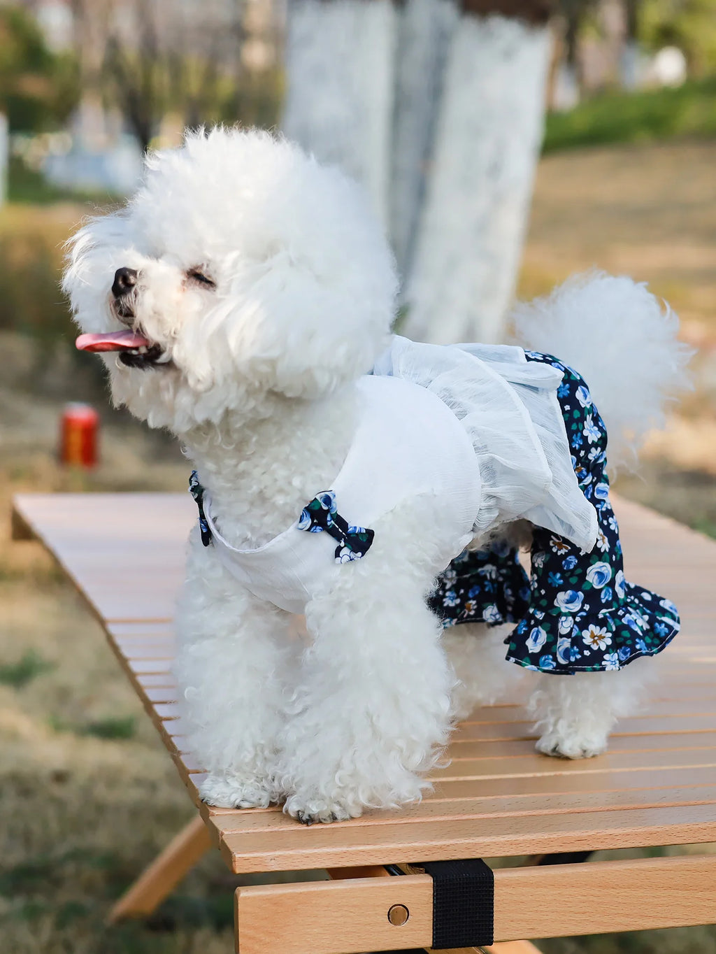 ឈុតហែលទឹក Daisy