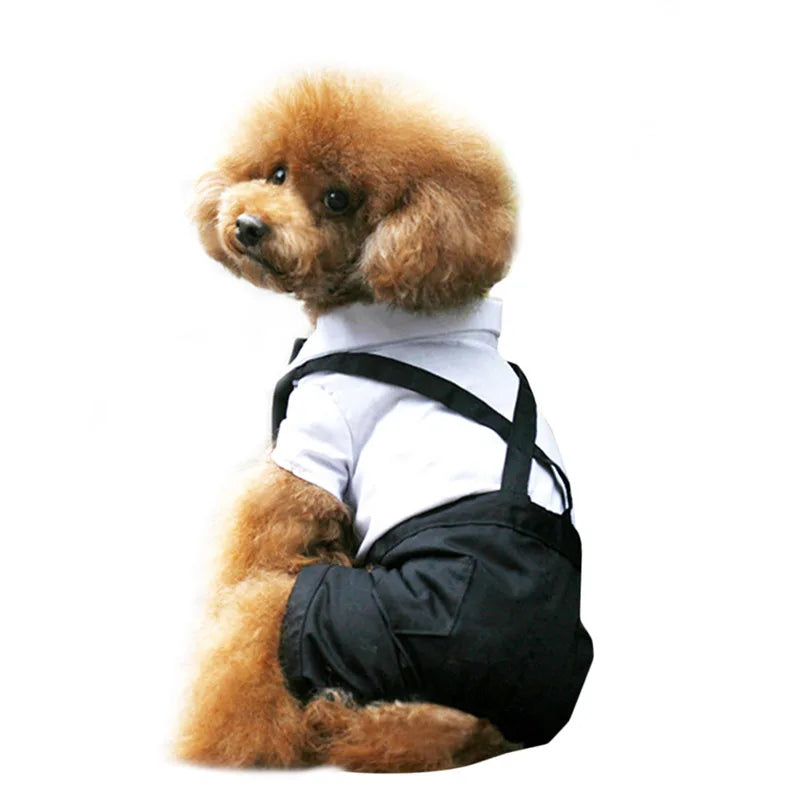 ឈុត​ឆ្កែ​ដ៏​សុភាព