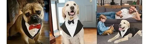 ឈុត Tuxedo សម្រាប់សត្វចិញ្ចឹម