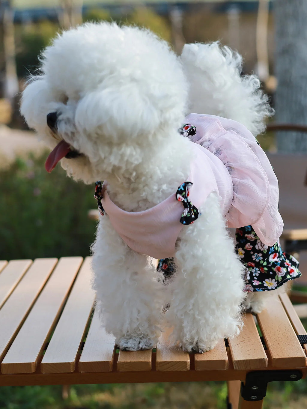 ឈុតហែលទឹក Daisy