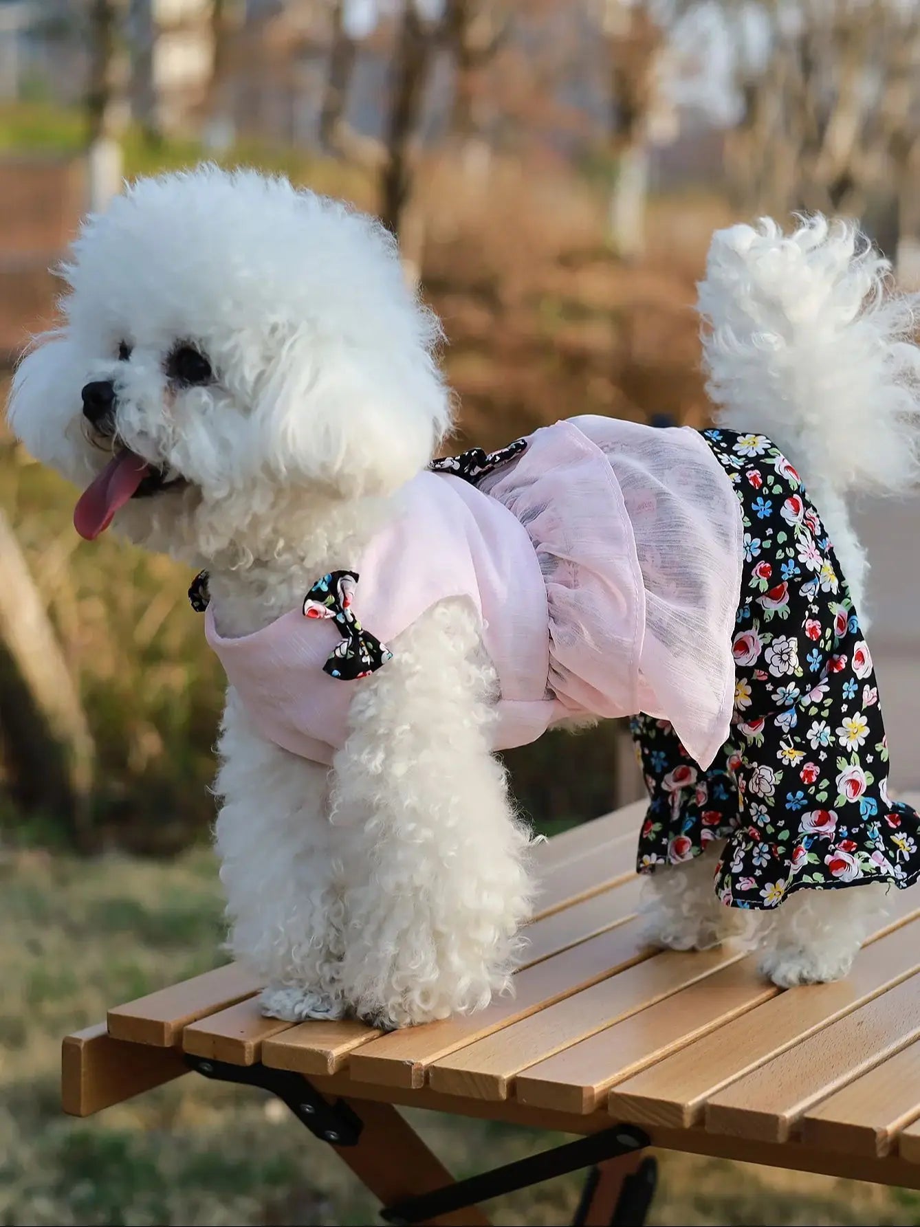 ឈុតហែលទឹក Daisy
