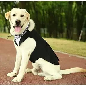 ឈុត Tuxedo សម្រាប់សត្វចិញ្ចឹម