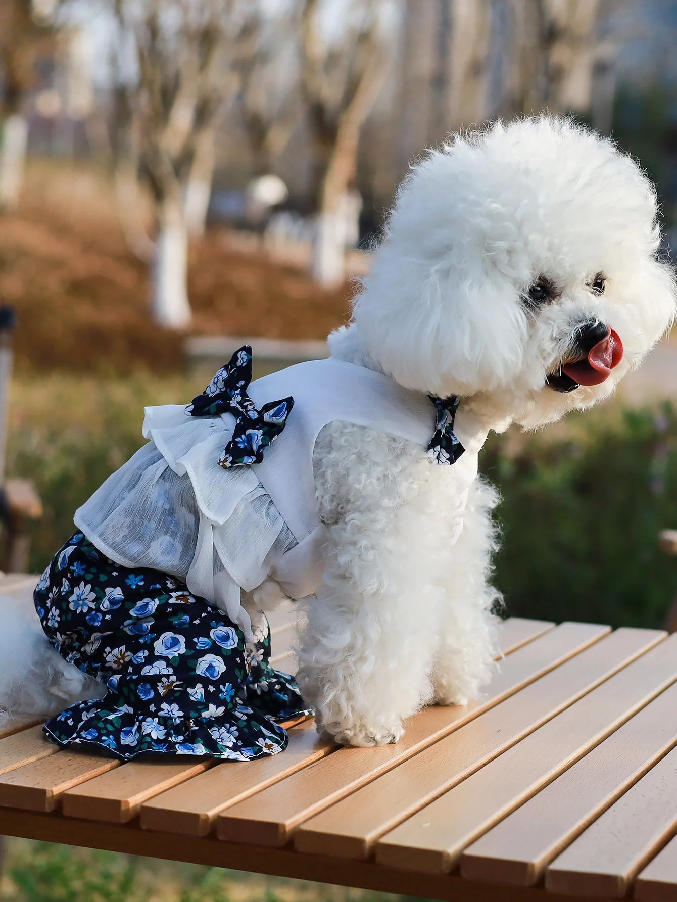 ឈុតហែលទឹក Daisy
