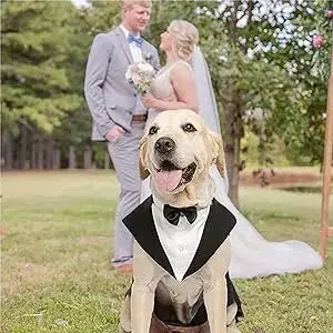ឈុត Tuxedo សម្រាប់សត្វចិញ្ចឹម