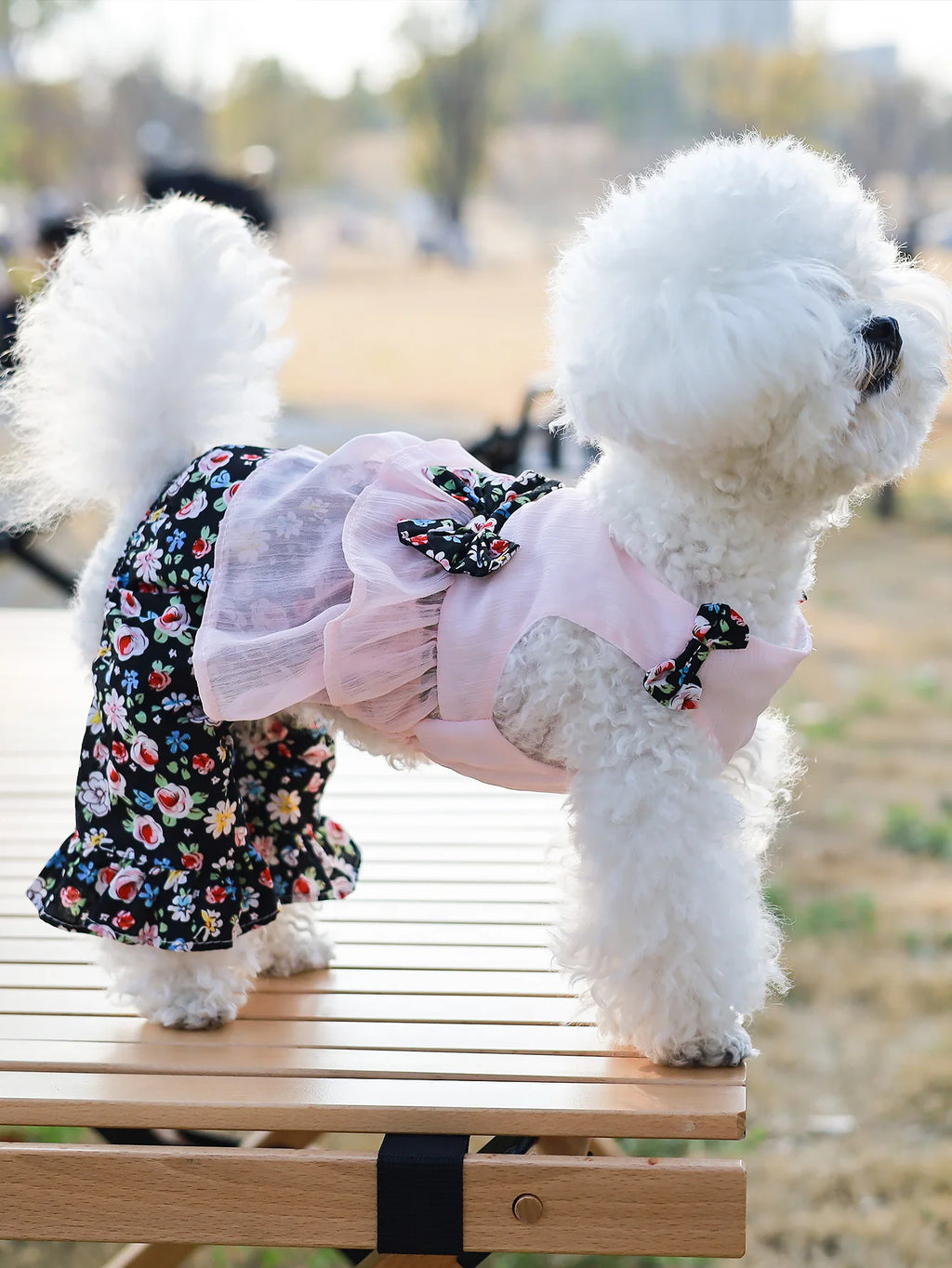 ឈុតហែលទឹក Daisy